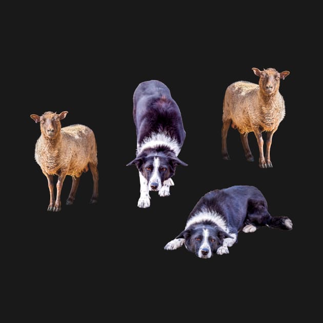 Border Collies and Sheep Sticker Pack by Amy-K-Mitchell