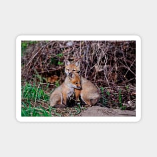 Fox Kits Magnet