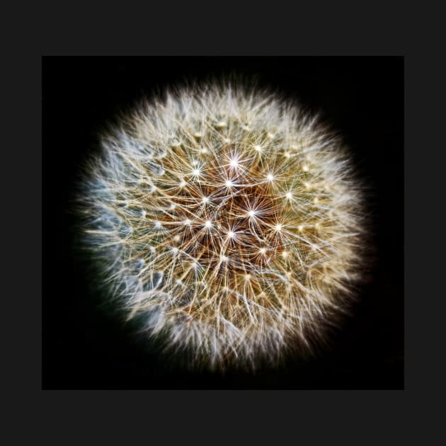 Twinkling Dandelion Clock(2) by avrilharris