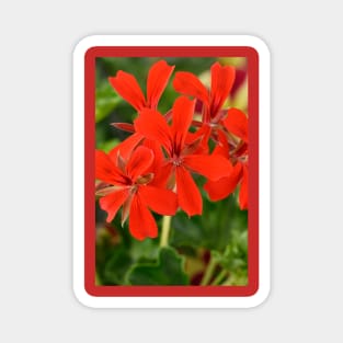 Ivy-leaved Pelargonium Magnet