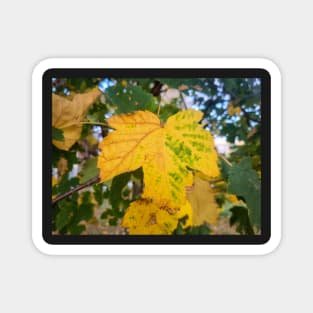 Autumn Yellow Leaf Magnet