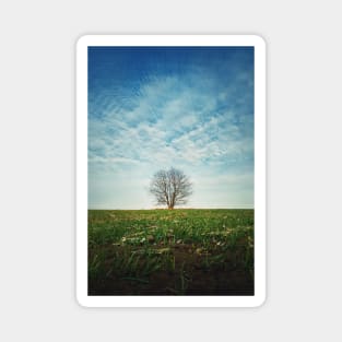 a tree in the spring field Magnet