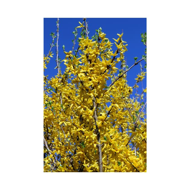 Yellow Forsythia tree in bloom by pinkal