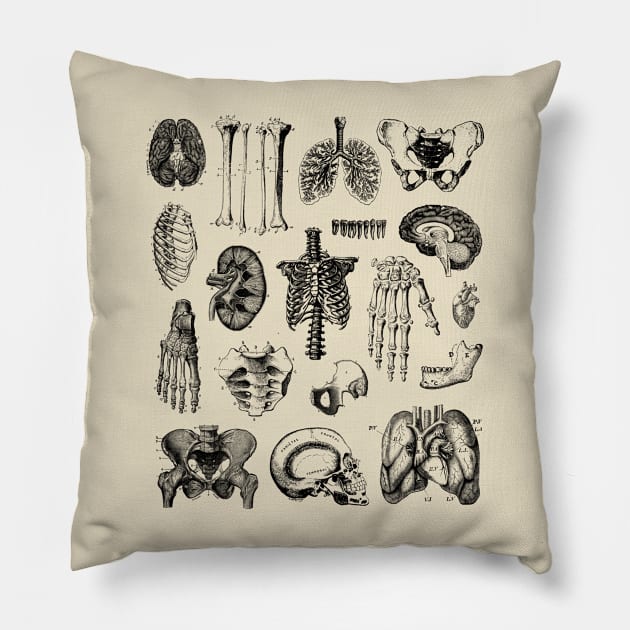 Human Anatomy Pillow by jdrdesign