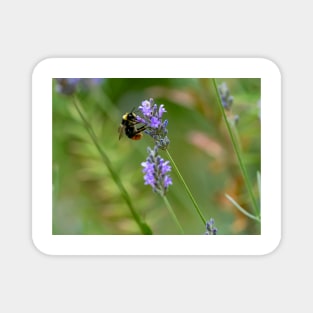 Bee on Lavender Magnet