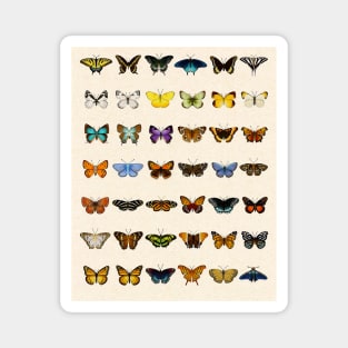 Watercolor Butterfly Chart Magnet