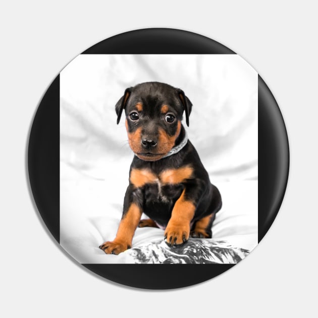 Black Miniature Pinscher Puppy Pin by lena-maximova