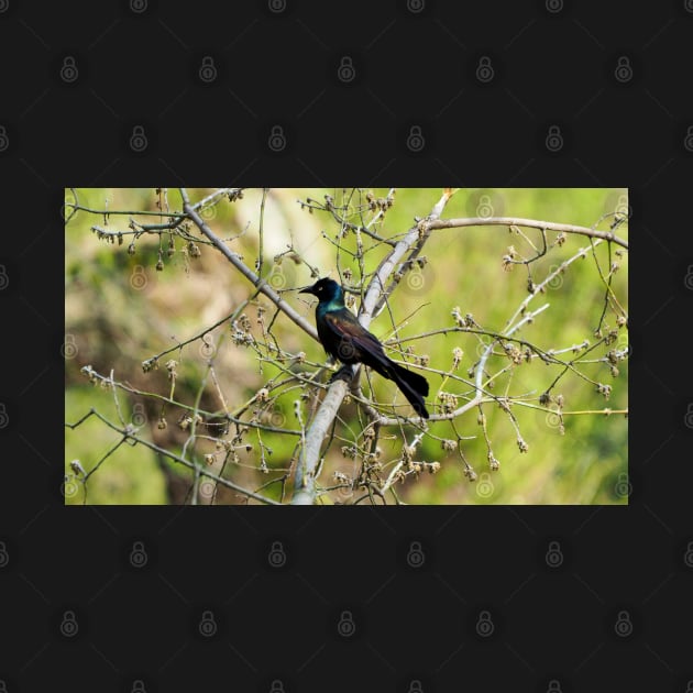 Common Grackle In A Tree by BackyardBirder