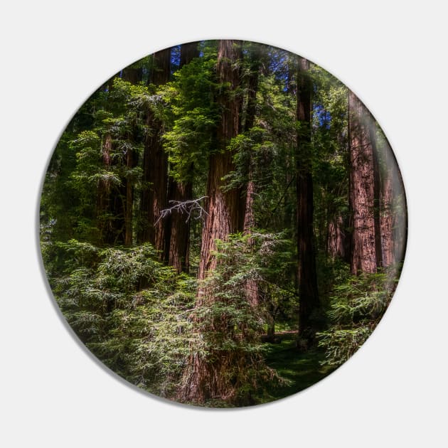 Massive Redwood Trees in a Green Forest Pin by SafariByMarisa