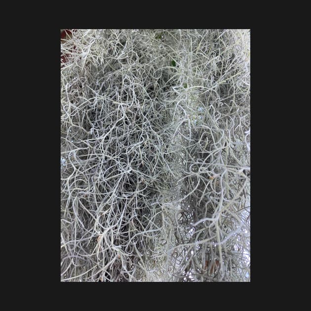 Spanish Moss by DentistArt2022