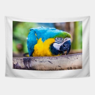 Macaw Tapestry