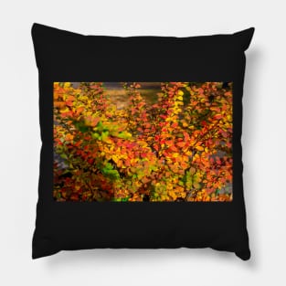 Orange red yellow green Berberis leaves background Pillow