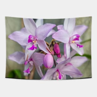 Pink Orchids (Spathoglottis) Tapestry