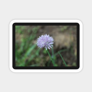 Green Onion Blossom in Garden Photographic Image Magnet