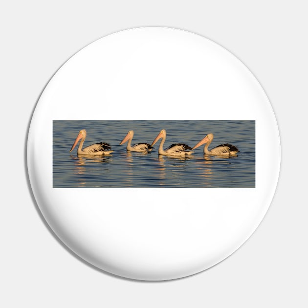 Pelicans at Sunset Pin by fotoWerner