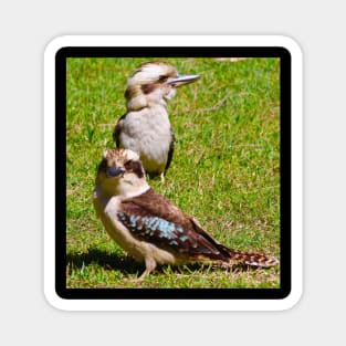 The Two Kookaburras! Magnet