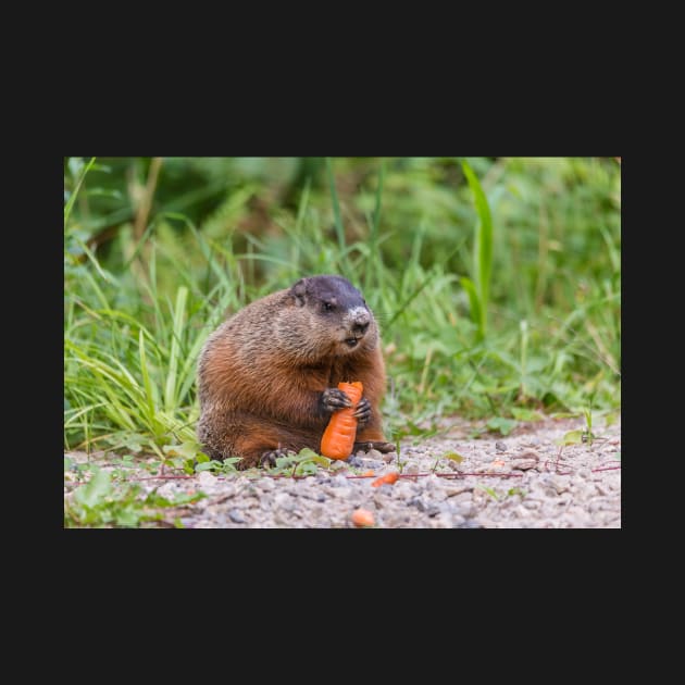 The Beaver feeding on a carrot by josefpittner