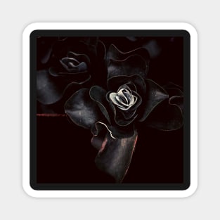 Black Rose Magnet