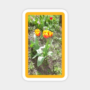 Yellow-red flowers tulips, spring nature, photo Magnet