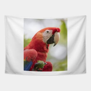 Scarlet Macaw Tapestry