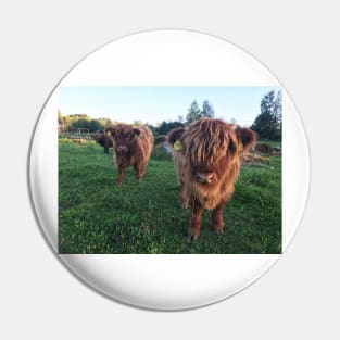 Scottish Highland Cattle Calves 1826 Pin