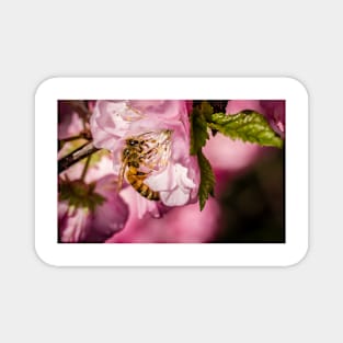 Bee On Flowering Almond Magnet