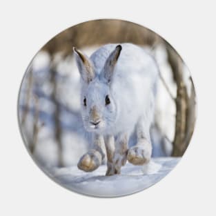 Snow Shoe Hare Pin