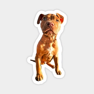 Pitbull Dog Art Magnet