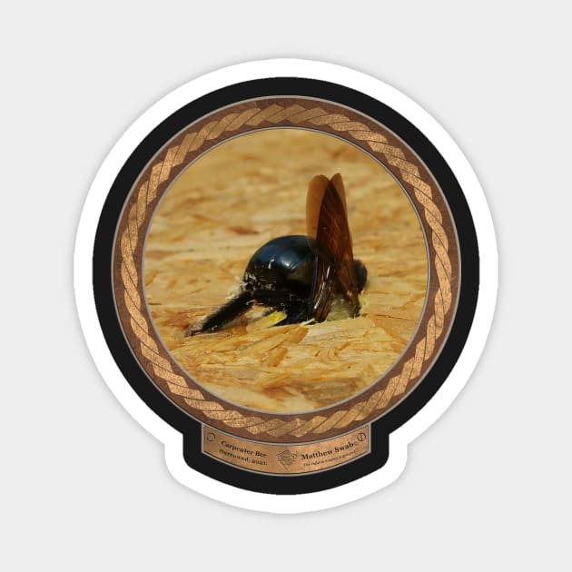 Carpenter Bee Burrowed Magnet by Swabcraft
