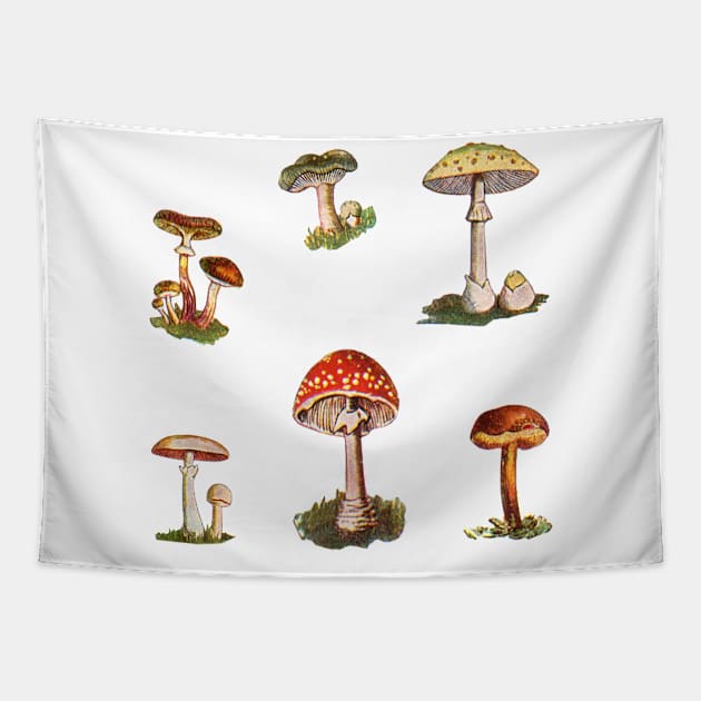 Rome Mushrooms Tapestry by notsniwart