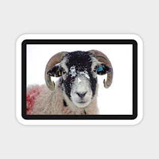 Swaledale Ewe in Snow Magnet