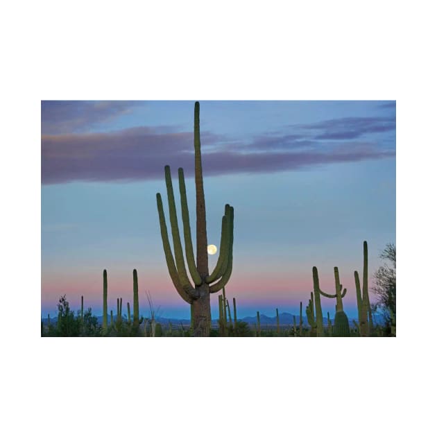 Saguaro And Moon Saguaro National Park by AinisticGina