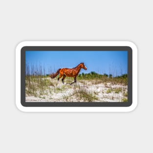 Wild Horses at Cumberland Island National Seashore Magnet