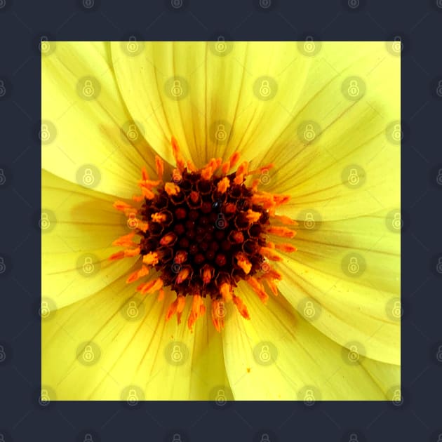 Yellow Dahlia Flower by EdenLiving