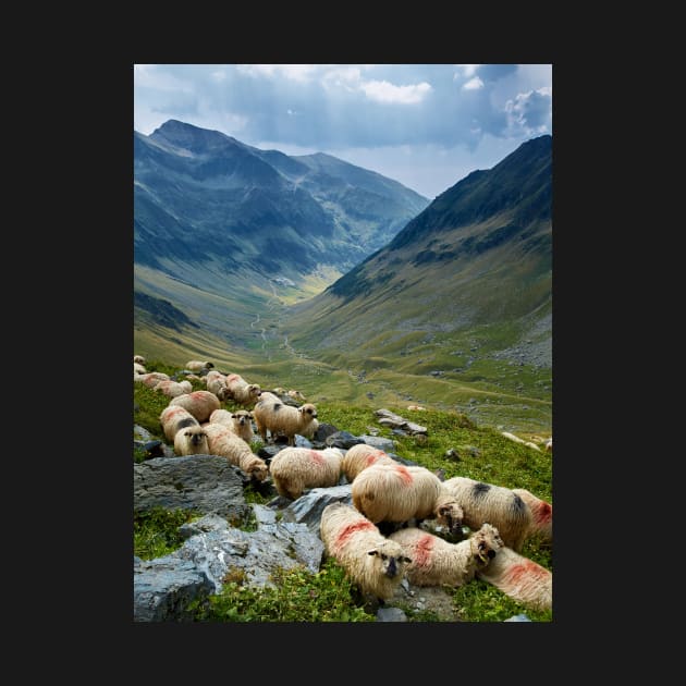 Sheep on the mountain by naturalis