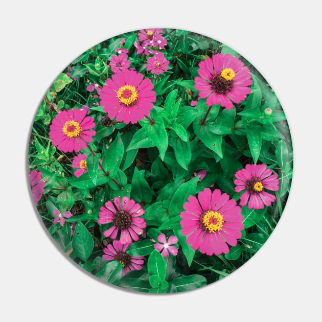 Pink Zinnia flower bush background Pin by FOGSJ