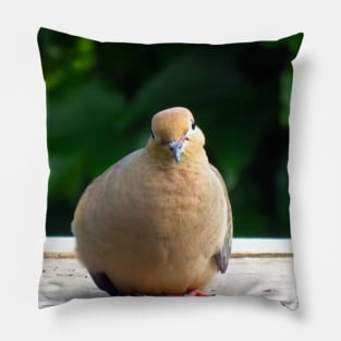 Bird Staring Mourning Dove Pillow