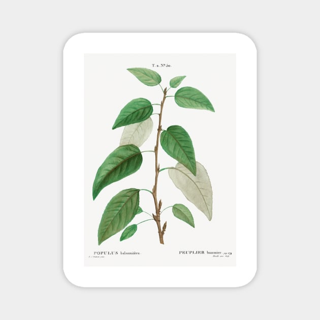 Balsam poplar (Populus balsamifera) from Traité des Arbres et Arbustes que l’on cultive en France en pleine terre (1801–1819) by Pierre-Joseph Redouté. Magnet by Elala