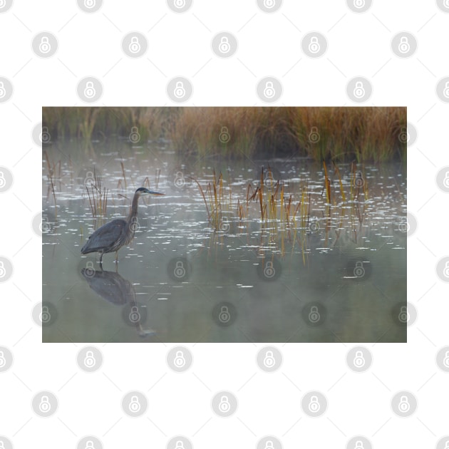 Heron There - Great Blue Heron, Algonquin Park, Canada by Jim Cumming