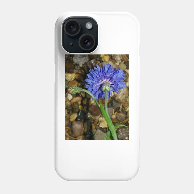 Blue cornflower Phone Case by avrilharris