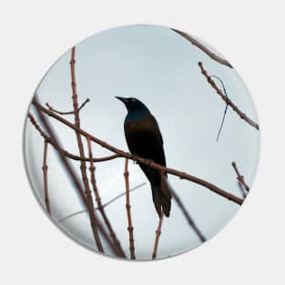 Common Grackle Perched In A Tree Pin