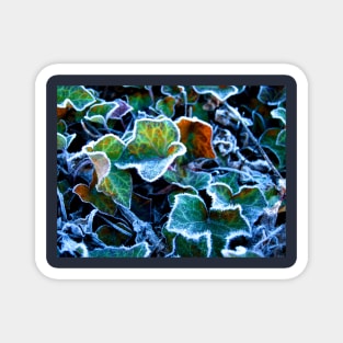 Frost on Ivy Leaves Canberra ACT Australia Magnet