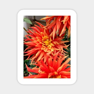 Monterey Floral Study 7 Magnet