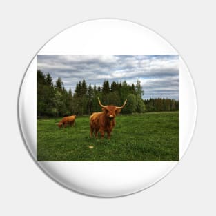 Scottish Highland Cattle Cow 2400 Pin