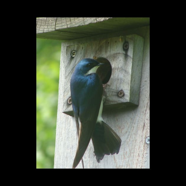 Swallow Bird Checking Out a Birdhouse by saradaboru