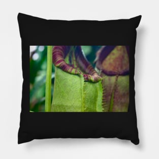 Beautiful colorful carnivorous plant in a greenhouse Pillow