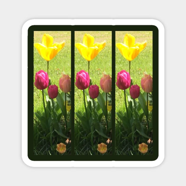 Tulips Magnet by Amanda1775