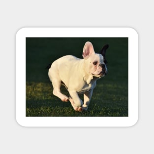 French bulldog Magnet