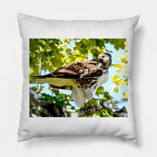 Colorado Red Tailed Hawk Pillow