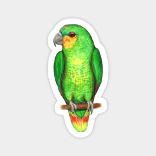 Orange winged amazon parrot Magnet